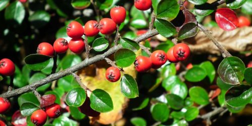 Barberry is a natural source of berberine