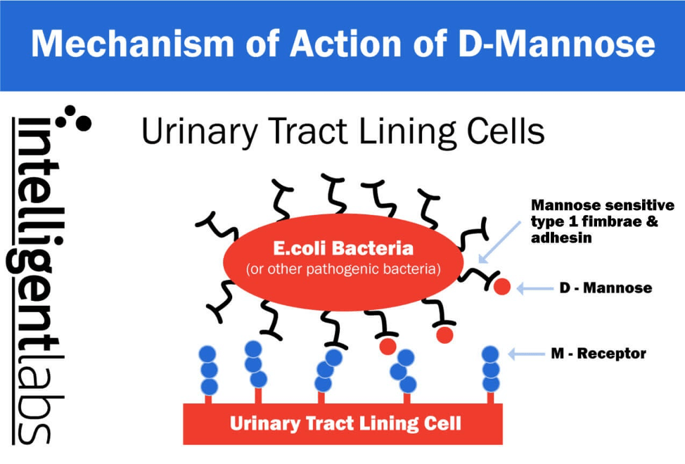 D-mannose mechanism of action against UTI-causing bacteria