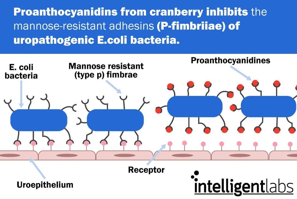 how Proanthocyanidin from cranberry juice works