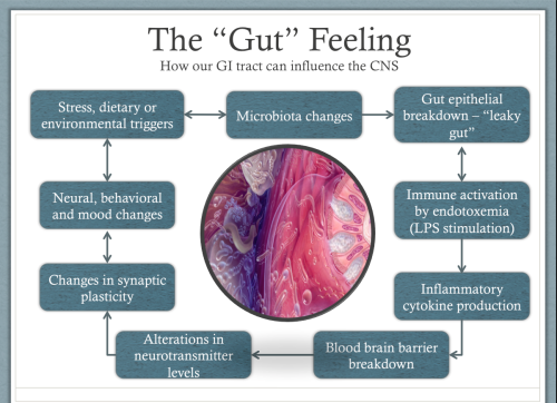 the effect of stress and gut bacteria on mental health