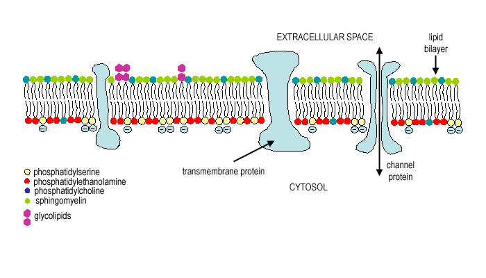 phosphatidylserine membrane