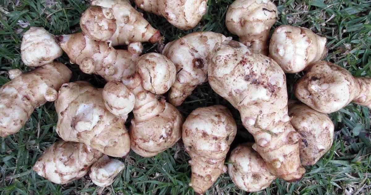 Jerusalem artichokes tubers