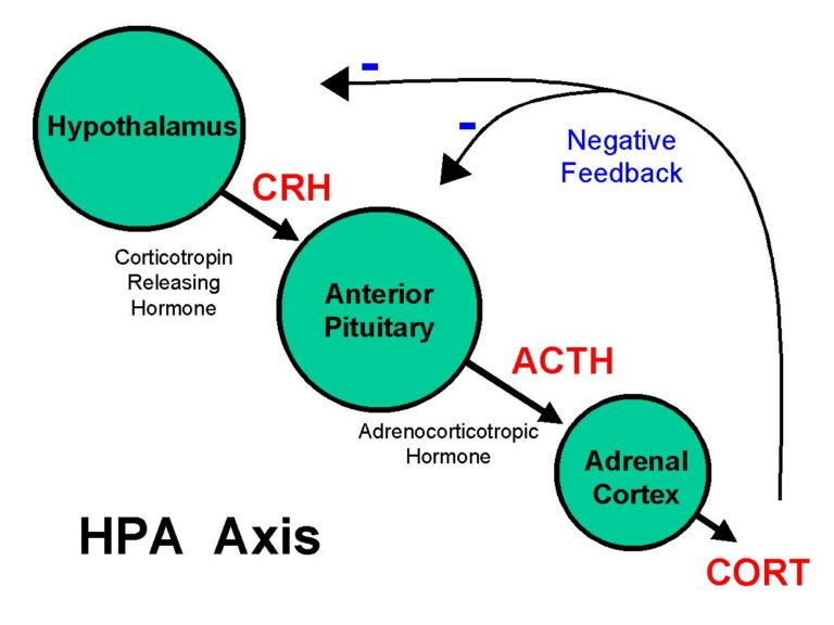 phosphatidylserine, hypothalamus