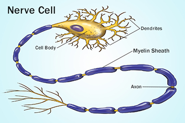 nerve cell