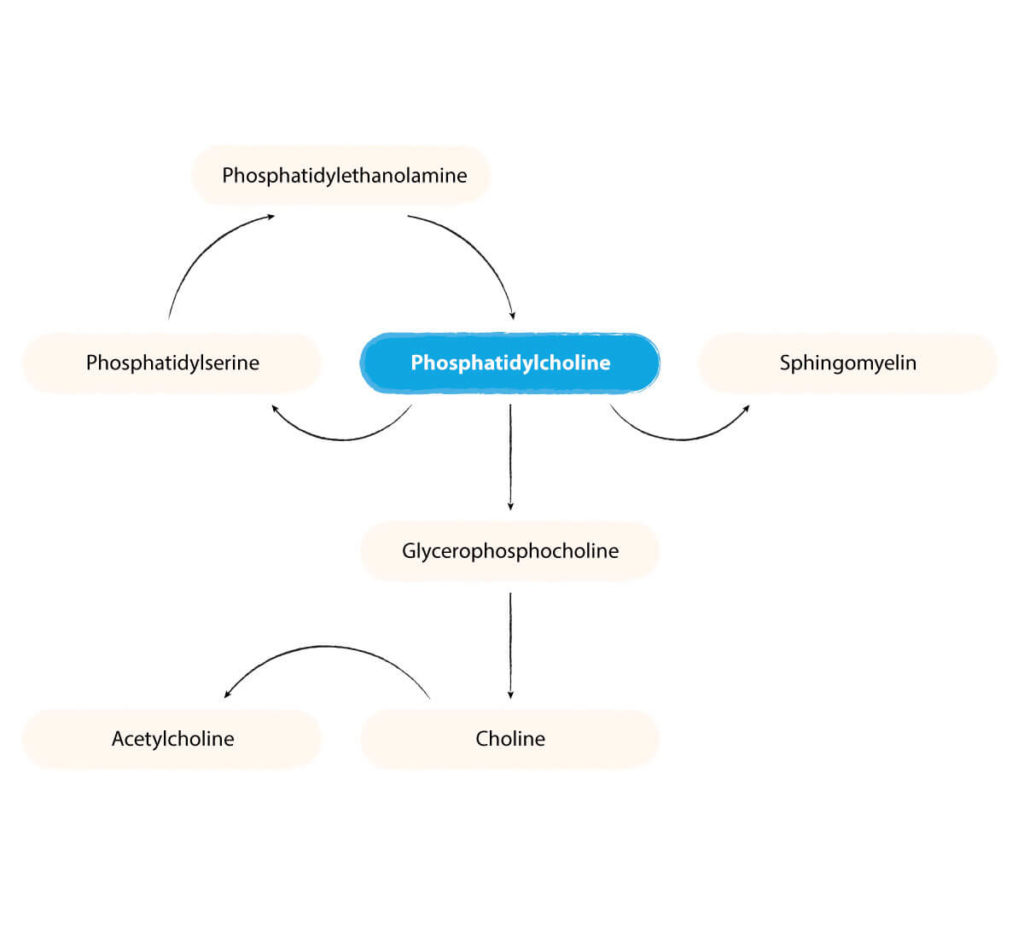 uridine monophosphate, phosphatidylcholine