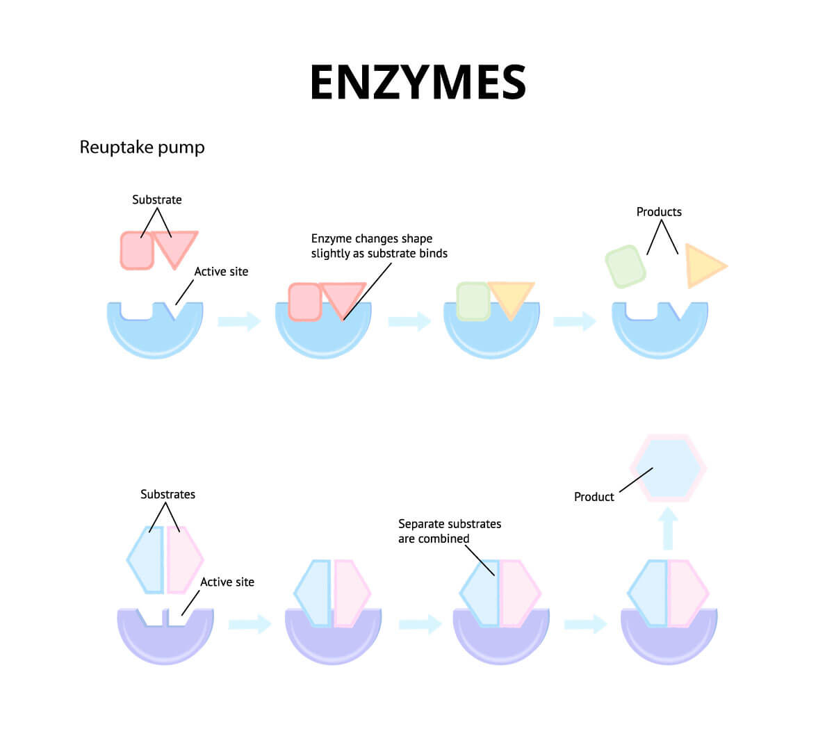 scientific medical scheme about enzymes