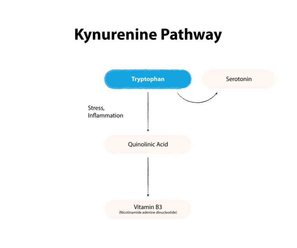 Kynurenine pathway