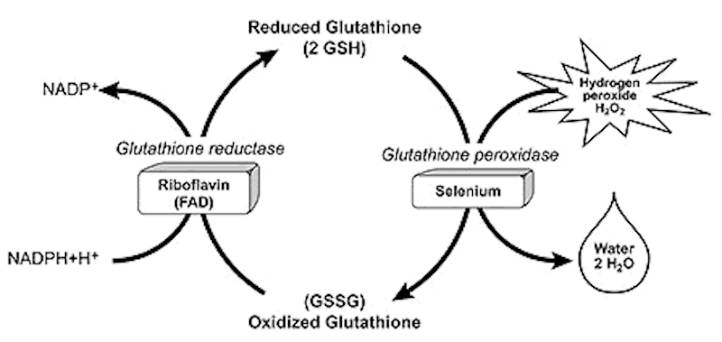 glutathione reductase