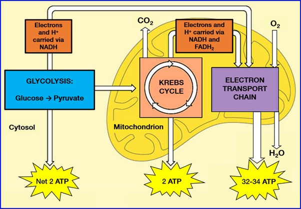 How Does Riboflavin (Vitamin B2) Function In The Body? - Intelligent Labs