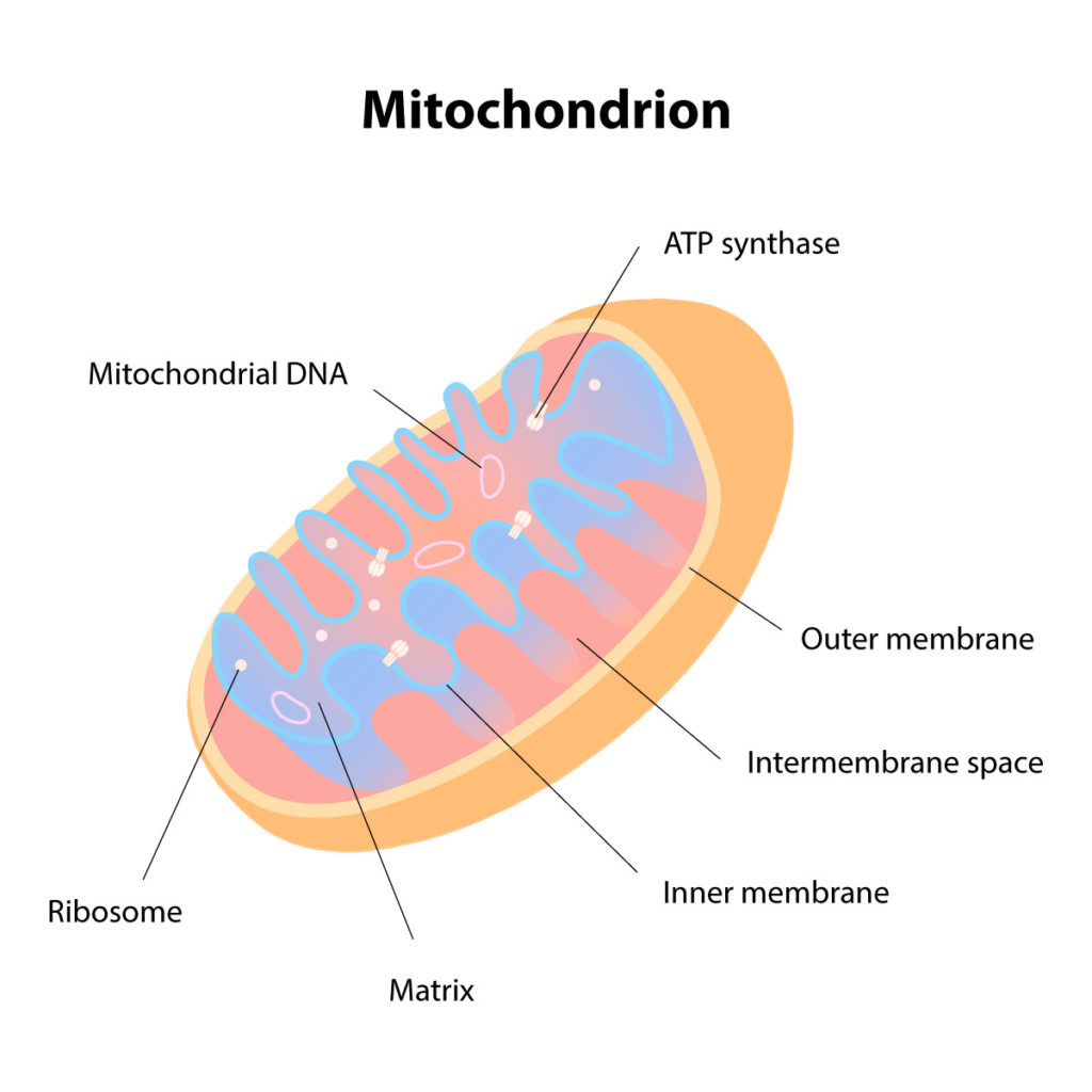 the mitochondria