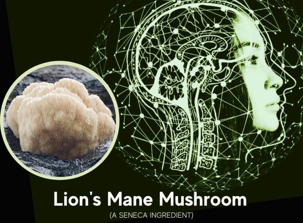 featured image for article on lion's mane mushroom - a seneca nootropic ingredient