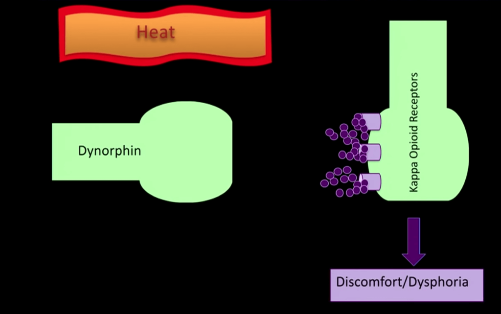 sauna after workout can produce dynorphin