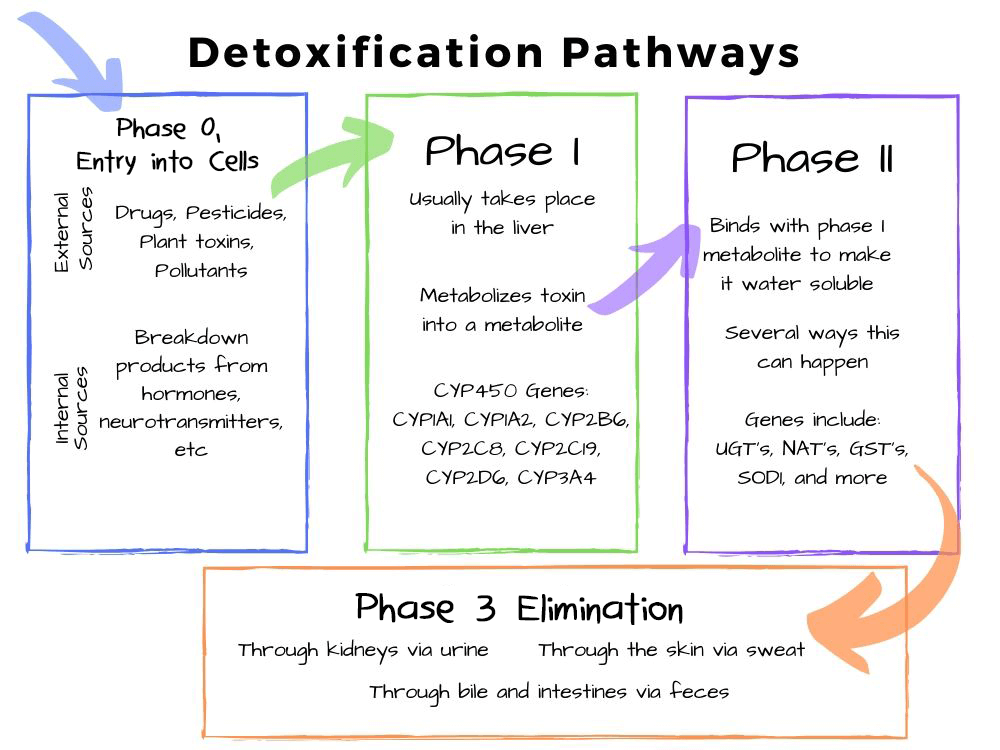 detoxification pathways